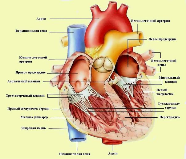 Открытие: сердце человека обладает обонянием