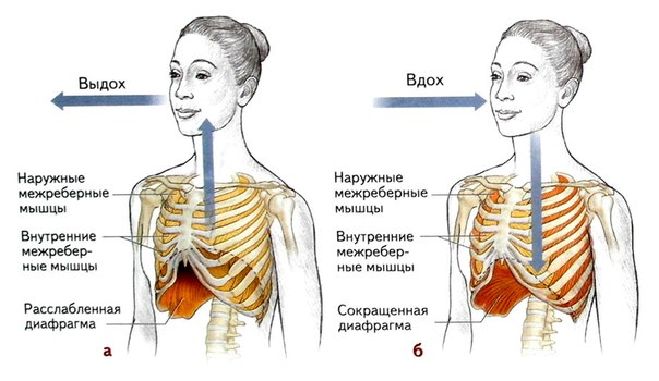 Диафрагма, как ключ к здоровью 
