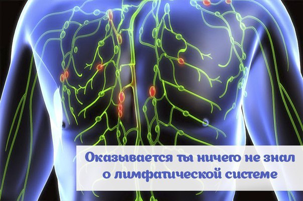 ПРО ЛИМФАТИЧЕСКУЮ СИСТЕМУ... 