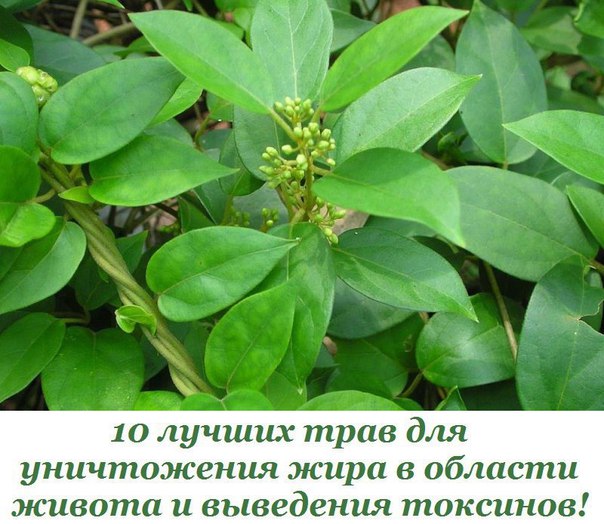 10 лучших трав для уничтожения жира в области живота и выведения токсинов! 