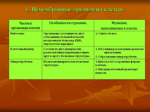 Немембранные органеллы клетки 