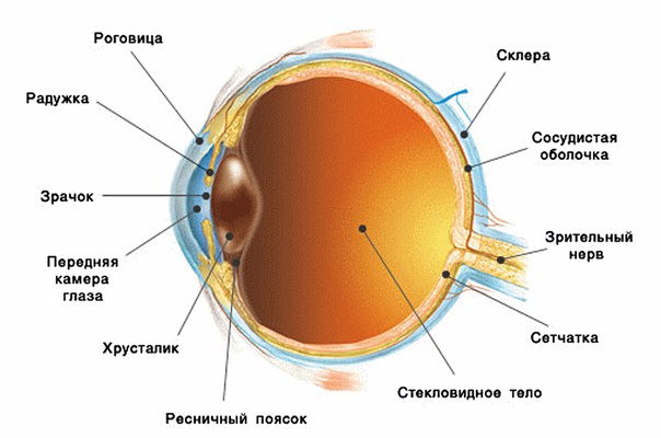 Этапы развития зрения ребенка