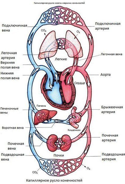 КРУГИ КРОВООБРАЩЕНИЯ