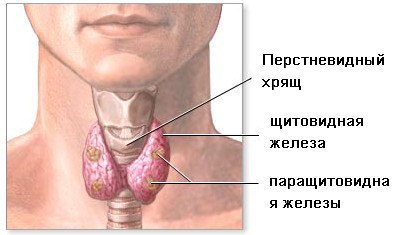 ЛУЧШИЕ РЕЦЕПТЫ НАРОДНОЙ МЕДИЦИНЫ ОТ БОЛЕЗНИ ЩИТОВИДНОЙ ЖЕЛЕЗЫ. 