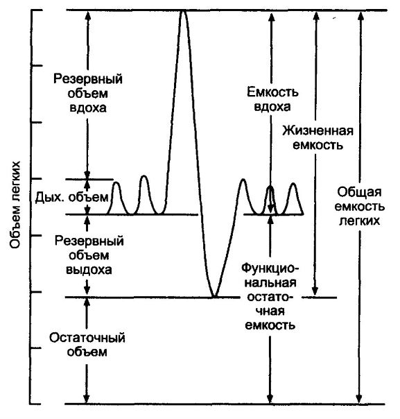 Дыхательные объёмы,основы спирометрии: 