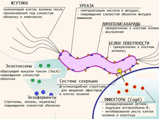 Helicobacter pylori — грамотрицательная неспорообразующая микроаэрофильная спиральная бацилла, подвижность которой обеспечивают пять — шесть униполярных (однополярных) жгутиков. Обладает каталазной, оксидазной, а также высокой уреазной активностью. От ВИЧ-инфицированных пациентов с проктоколитом и бактериемией выделяют Helicobacter cinaedi и Н. fennelliae. 