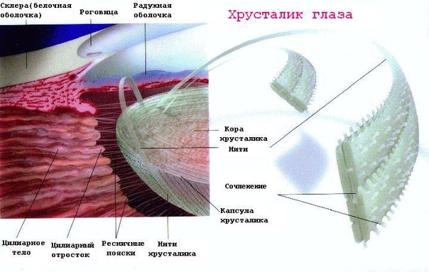 АНОМАЛИИ ХРУСТАЛИКА 