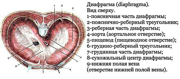 Слабые места диафрагмы 