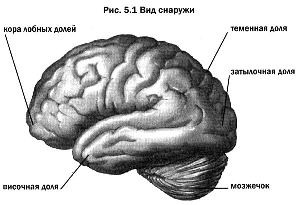 Ученые нашли области мозга, связанные с суицидальным риском при биполярном расстройстве