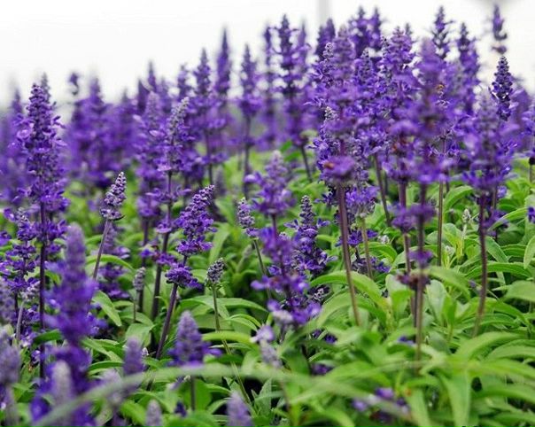 Целебные свойства шалфея лекарственного Целебные свойства шалфея лекарственного
