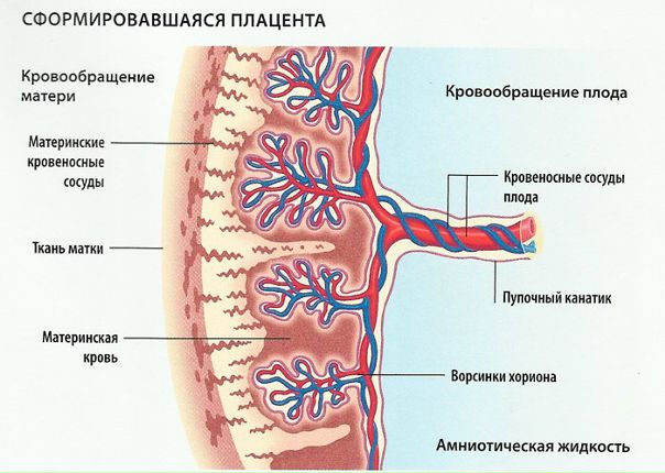 Плацента (placenta), или детское место, является временным органом, образующимся в слизистой оболочке во время беременности, и связывает организм плода с материнским. 