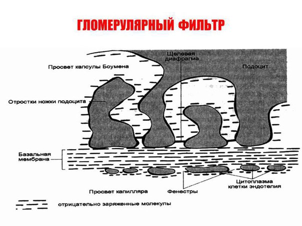 Гломерулярный фильтр состоит из 3 слоев: эндотелия капилляров, базальной мембраны и эпителия висцерального листка капсулы или подоцитов. Эндотелий капилляров пронизан отверстиями диаметром до 100 нм. На поверхности эндотелия находится особая выстилка отрицательно заряженными молекулами гликопротеинов, мешающая доступу форменных элементов и крупных молекул, в том числе и белков, к лежащей под эндотелием базальной мембране. Базальная мембрана является основной частью фильтра, препятствующей проникновению из плазмы крови крупномолекулярных соединений (белков). При этом не только размер пор мембраны (около 2,9 нм), но и их отрицательный заряд противодействуют прохождению молекул с отрицательным зарядом, например альбуминов. Базальная мембрана довольно быстро «изнашивается» за счет непрерывного процесса фильтрации, и ее элементы постоянно восстанавливаются с помощью мезангиальных клеток, при этом в течение года происходит полная замена ее основного вещества. Третий слой фильтра образован отростками подоцитов, между которыми остаются щелевые диафрагмы с диаметром пор около 10 нм, поры покрыты гликокаликсом, оставляющим отверстия радиусом около 3 нм. Эта часть фильтра также несет отрицательный заряд. 