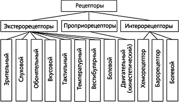 Классификация рецепторов 