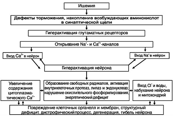 Ишемия (от греч. ischein - задерживать, haima - кровь) уменьшение кровенаполнения органа или ткани вследствие уменьшения притока крови по артериям и артериолам.