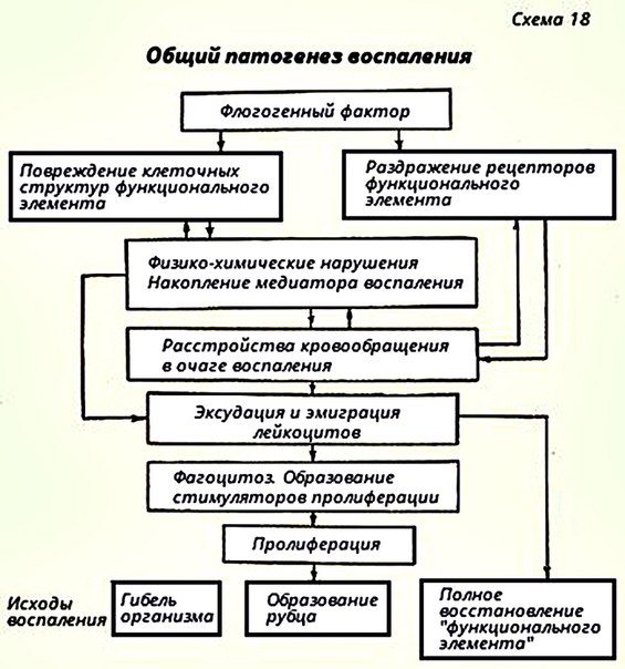 Воспаление (inflammatio, от лат. in-flammare - воспламенять) сформировавшаяся в процессе эволюции реакция организма на местное повреждение, характеризующаяся явлениями альтерации, расстройств микроциркуляции (с экссудацией и эмиграцией) и пролиферации, направленными на локализацию, уничтожение и удаление повреждающего агента, а также на восстановление (или замещение) поврежденных им тканей. 