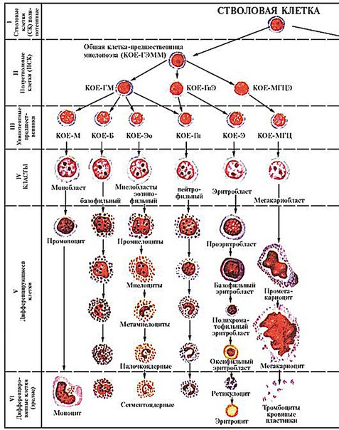 Схема кроветворения человека картинки