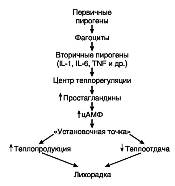 Лихорадка (от лат. febris) - типовой патологический процесс, характеризующийся активной задержкой тепла в организме вследствие смещения на более высокий уровень «установочной точки» центра теплорегуляции под действием пирогенных факторов. 