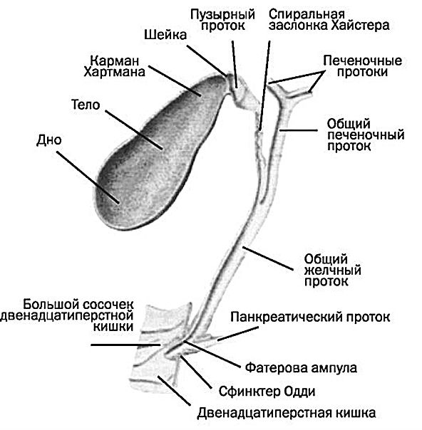 Хронический холецистит - воспалительное заболевание, вызывающее поражение стенки желчного пузыря, образование в нем камней и моторнотонические нарушения билиарной системы.