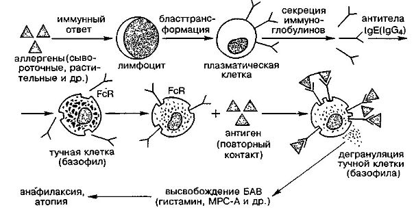 Механизмы перехода защитной иммунной реакции в аллергическую (реакцию повреждения) 