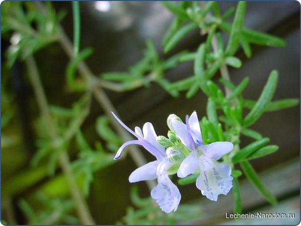 15 проблем, с которыми справляется розмарин.