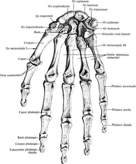 Как легко запомнить кости запястья