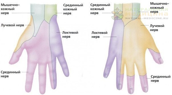 Нeрвы кисти