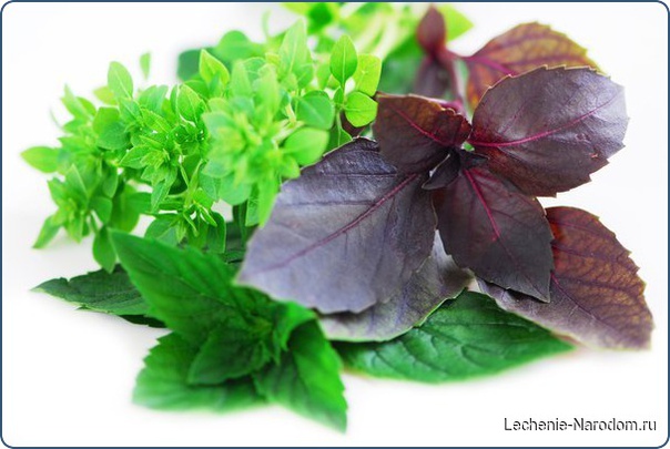 15 чудесных применений базилика.