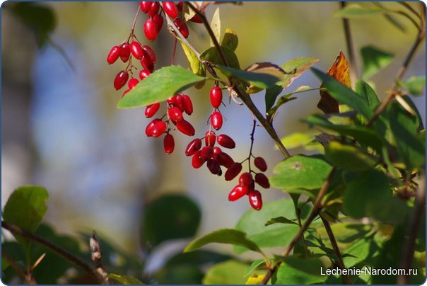 Уникальные свойства барбариса.