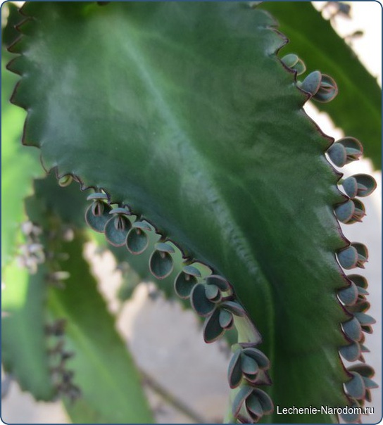 6 лекарств из каланхоэ.