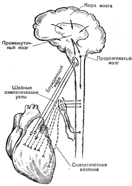 Иннервациях сердца.