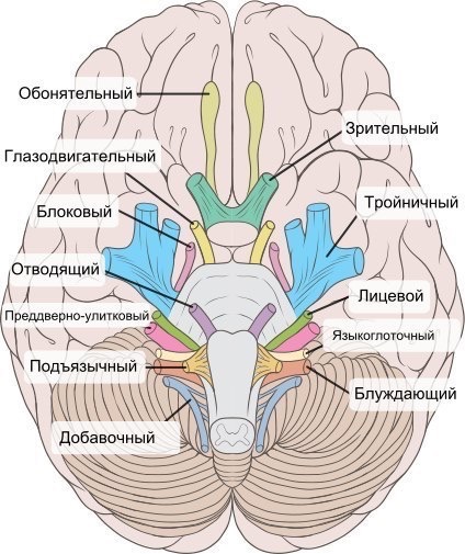 12 пар черепных нервов