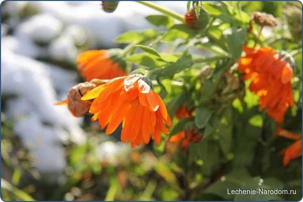 Несколько способов использования календулы. 