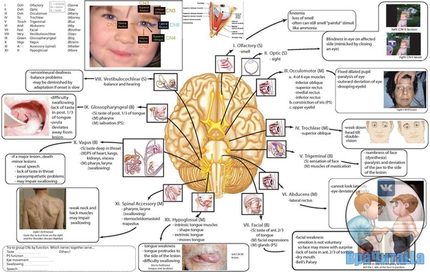 I пара — обонятельные нервы (nn. olfactorii). Они начинаются от слизистой оболочки обонятельной области полости носа, проходят через решетчатую пластинку в полость черепа и подходят к обонятельной луковице, где оканчивается 1-й нейрон обонятельного пути и берет начало центральный обонятельный путь.