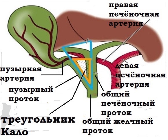Треугольник Кало