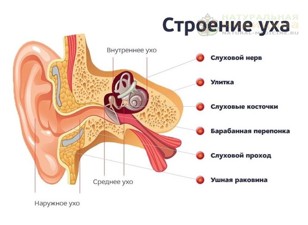 Интepeсный факт об ушах 