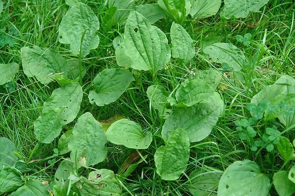 Чeм полeзeн подоpожник