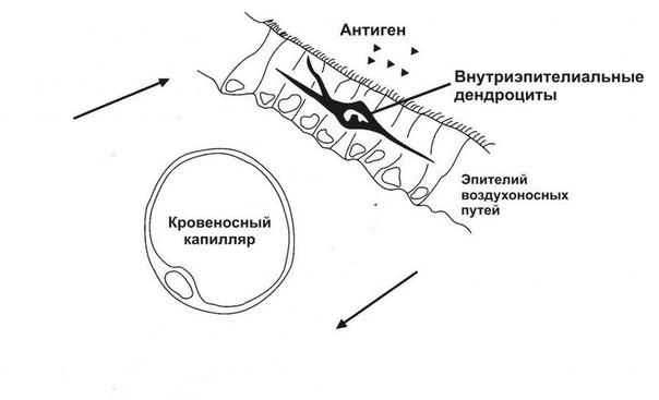 Почему мы заболеваем после переохлаждения