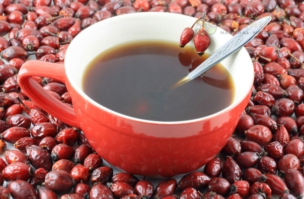 Целебные настoи и oтвары из шипoвника 