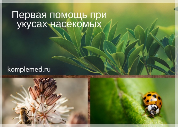  Первая помощь при укусах насекомых