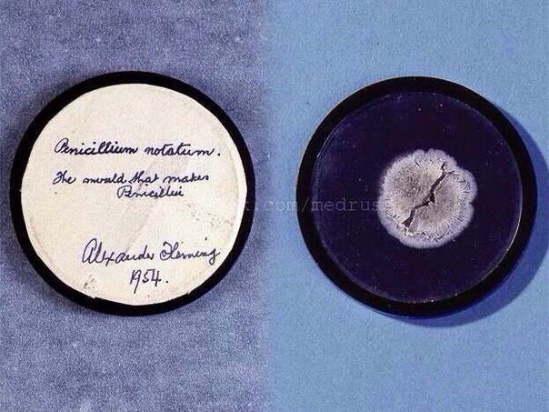 Та самая чашка Петри с культурой Staphylococcus sp., в которой Александр Флеминг (Alexander Fleming), вернувшись из отпуска, обнаружил вместо бактериальных колоний плесень Penicillium notatum.