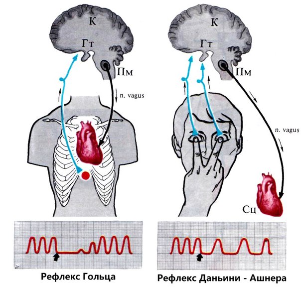 РЕФЛЕКСЫ СЕРДЦА