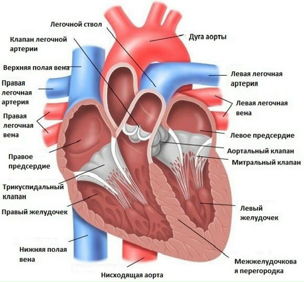 Эксперимент: электронные сигареты способны вызывать сердечные аномалии 