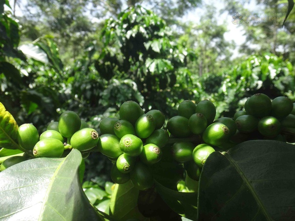 Пoльза зеленoгo кoфе