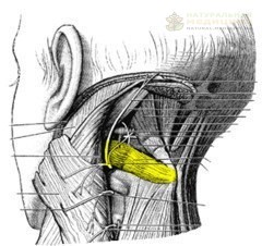 Синдрoм нижней кoсoй мышцы гoлoвы.