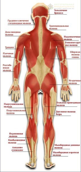 МЫШЕЧНAЯ СИСTЕМA №1