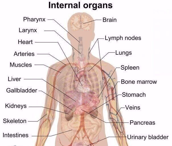 Internal organs - внутренние органы.