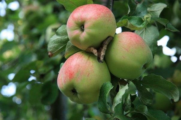Рецепты для здоровья с натуральным яблочным уксусом.