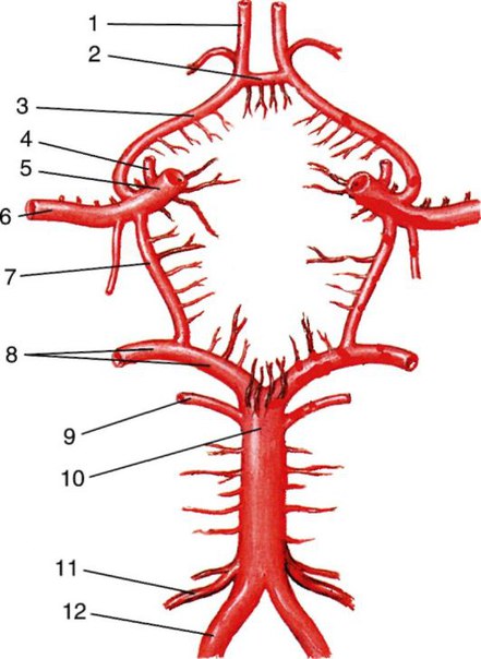 Сосуды артериального (виллизиева) круга большого мозга: 