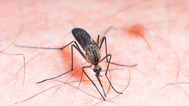 Открытие: одного укуса комара достаточно, чтобы запустить мощный ответ иммунитета