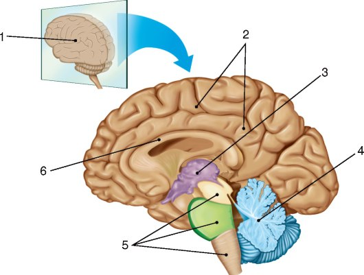 Вид головного мозга на разрезе в сагиттальной плоскости: 